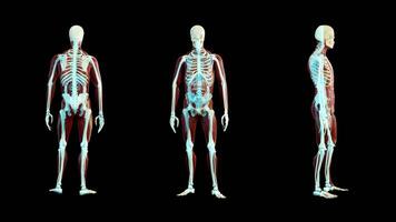 l'hologramme de trois squelettes filaires réalistes. squelette humain sur fond noir avec une boucle parfaite. concept de radiographie corporelle. video