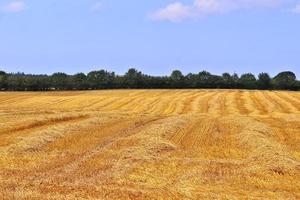 Summer view on agricultural crop and wheat fields ready for harvesting