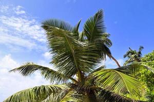 Beautiful palm trees at the beach on the tropical paradise islands Seychelles. photo