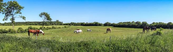 Beautiful panorama of grazing horses on a green meadow during springtime photo