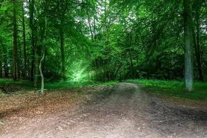 misteriosa vista de cuento de hadas en un mágico bosque azul oscuro con fuertes rayos de luz foto