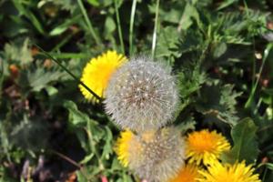 Close up view at a blowball flower found on a green meadow full of dandelions photo