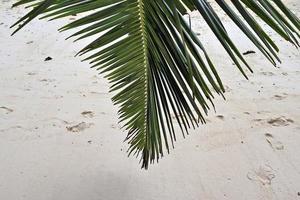 Beautiful palm trees at the beach on the tropical paradise islands Seychelles. photo