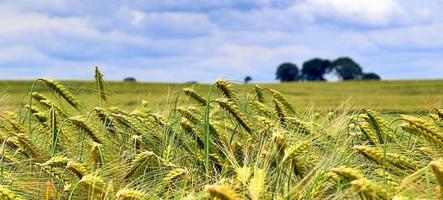 hermoso panorama de cultivos agrícolas y campos de trigo en un día soleado en verano foto