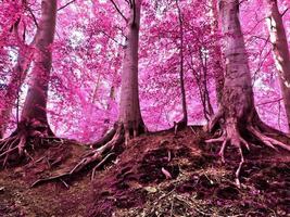 Beautiful pink and purple infrared panorama of a countryside landscape with a blue sky photo