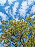 Beautiful cherry and apple trees in blossom during springtime with colorful flowers photo