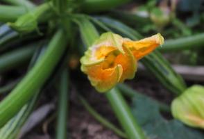 una enorme planta de calabacín cucurbita pepo con frutos verdes y flores que crecen en el jardín al aire libre foto