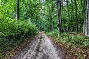 Mysterious fairy tale view into a magical dark blue forest with strong light beams photo