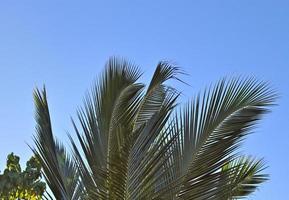 Beautiful palm trees at the beach on the tropical paradise islands Seychelles. photo