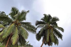 Beautiful palm trees at the beach on the tropical paradise islands Seychelles. photo