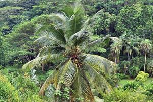 Beautiful palm trees at the beach on the tropical paradise islands Seychelles. photo