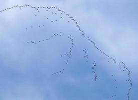 A large flock of birds against a beautiful sky. photo