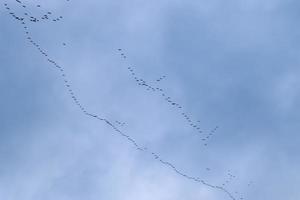 A large flock of birds against a beautiful sky. photo