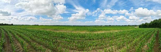 hermoso panorama de alta resolución de un paisaje del norte de Europa con campos y hierba verde foto