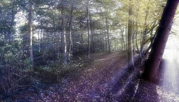 Mysterious fairy tale view into a magical dark blue forest with strong light beams photo