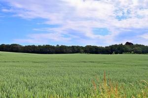 Summer view on agricultural crop and wheat fields ready for harvesting photo