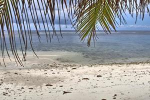 Beautiful palm trees at the beach on the tropical paradise islands Seychelles. photo