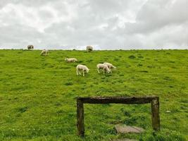 Sheep on a green dike at the North Sea near Husum. photo