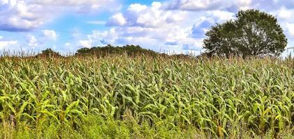 hermoso panorama de cultivos agrícolas y campos de trigo en un día soleado en verano foto