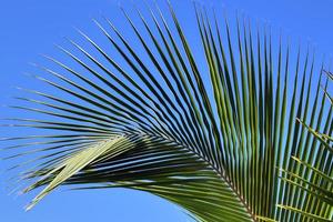 Beautiful palm trees at the beach on the tropical paradise islands Seychelles. photo