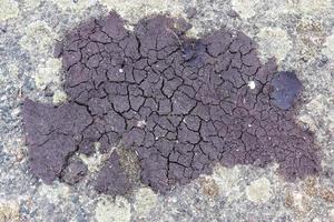 Close up view on dry agricultural field grounds with cracks and tracks - farming background. photo