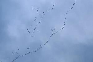 A large flock of birds against a beautiful sky. photo