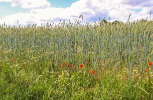 Beautiful panorama of agricultural crop and wheat fields on a sunny day in summer photo