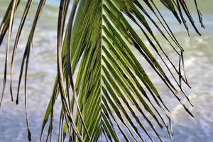 Beautiful palm trees at the beach on the tropical paradise islands Seychelles. photo