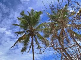 Beautiful palm trees at the beach on the tropical paradise islands Seychelles. photo