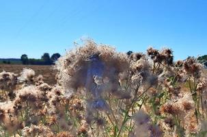 Summer view on agricultural crop and wheat fields ready for harvesting photo