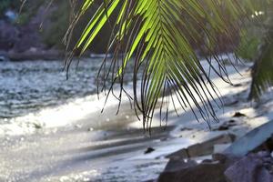 Beautiful palm trees at the beach on the tropical paradise islands Seychelles. photo