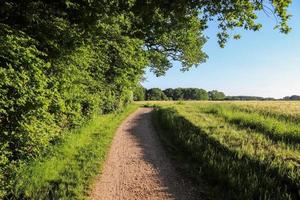 Summer view on agricultural crop and wheat fields ready for harvesting photo