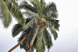 hermosas palmeras en la playa en las islas del paraíso tropical seychelles. foto