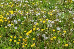 Close up view at a blowball flower found on a green meadow full of dandelions photo