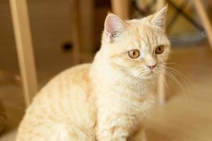 cute cat looking around, concept of pets, domestic animals. Close-up portrait of cat sitting down looking around photo