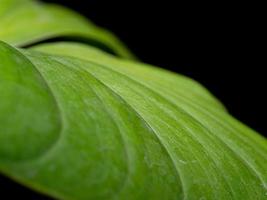 close up leaf, Tropical Botanical nature, selective focus photo