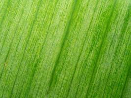Banana leaves. Texture background of backlight fresh green Leaf. photo