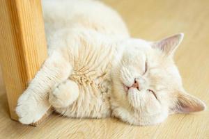 Cat sleeping on a wooden table. sleeping cat photo