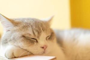 Cat sleeping on a wooden table. sleeping cat photo