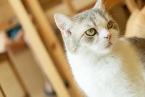 cute cat looking around, concept of pets, domestic animals. Close-up portrait of cat sitting down looking around photo