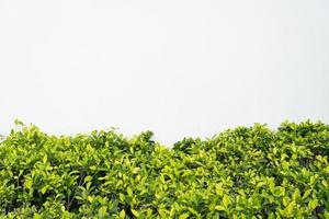 white brick wall background. brick wall and green hedge. photo