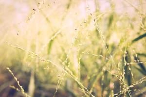 Abstract green grass blurry background photo