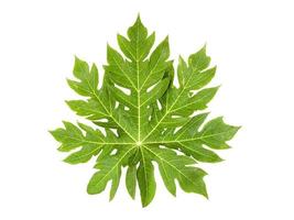 One large papaya leaf on a white background with clipping path. photo