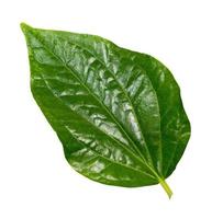 One betel leaf on a white background photo