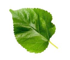 One mulberry leaf on a white background photo