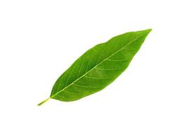 One custard apple leaf on a white background with clipping path. photo