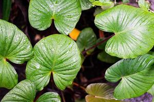 Real leaves with black copy space background.Tropical Botanical nature concepts design. photo