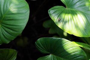 hojas reales con fondo de espacio de copia en negro.diseño de conceptos de naturaleza botánica tropical. foto