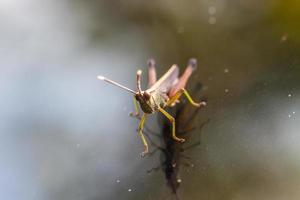 Grasshopper perching on a mirror photo