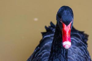 black swan swimming in the zoo photo